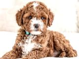 Mi̇ni̇ Puppy Boy Kahve Tonlu Kivircik Tüylü Malti̇po Yavrular 