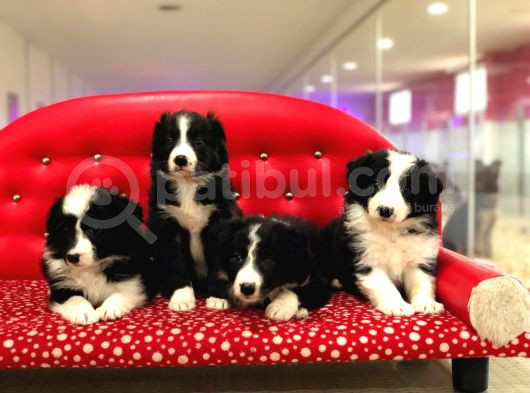 Border Collie Yavrularımız görsel