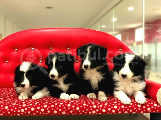 Border Collie Yavrularımız görsel