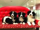 Border Collie Yavrularımız