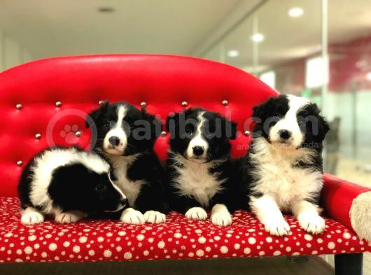 Border Collie Yavrularımız görsel
