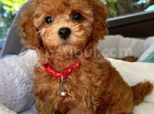 Mini Boy Puppy Kıpkırmızı Ev Üretimi Yavrularımız Tooy Poodl görsel