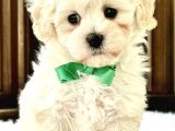 Mini Boy Puppy Kar Beyaz Sevimli Maltesse Terri̇er Ci̇nsi̇ 