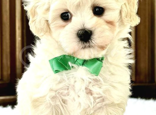 Mini Boy Puppy Kar Beyaz Sevimli Maltesse Terri̇er Ci̇nsi̇  görsel