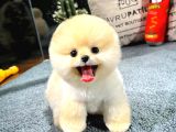 Muhteşem tatlılıkta pomeranian boo yavrularımız