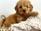 Mini boy puppy kıpkırmızı ev üretimi yavrularımız TOOY POODL