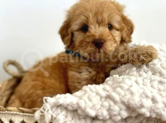 Mini Boy Puppy Kıpkırmızı Ev Üretimi Yavrularımız Tooy Poodl