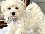 0 Numara Maltesse Terrier Cinsleri 