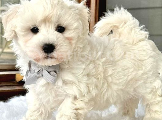 0 Numara Maltesse Terrier Cinsleri  görsel
