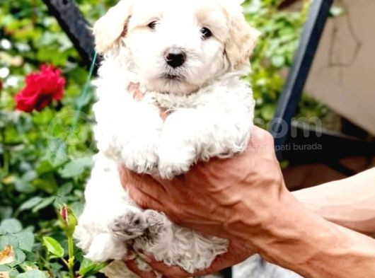 0 Numara Maltesse Terrier Cinsleri 