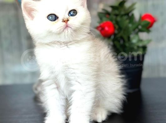 British Shorthair Silver Sunshine görsel