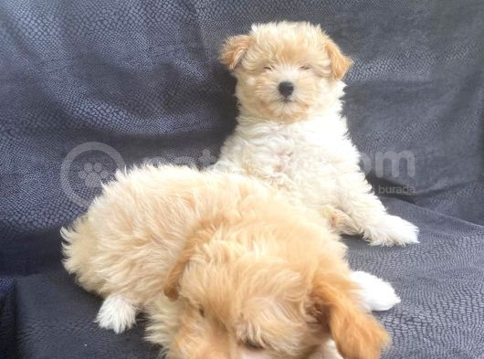 Harika Orjinal Maltipoo Bebekler görsel
