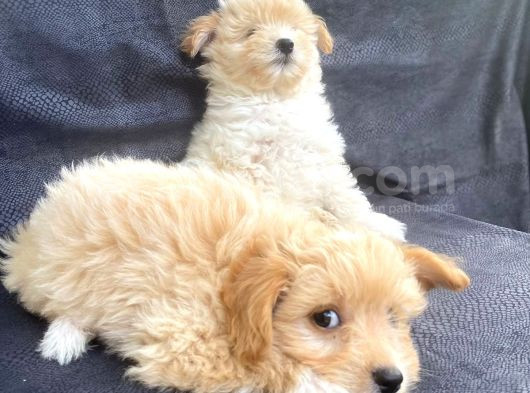 Harika Orjinal Maltipoo Bebekler görsel