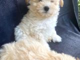 Harika Orjinal Maltipoo Bebekler