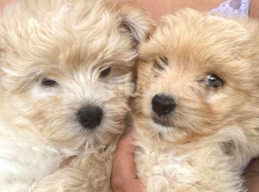 Harika Orjinal Maltipoo Bebekler