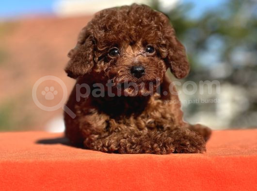 Gen Harikası Toy Poodle Prensesimiz görsel