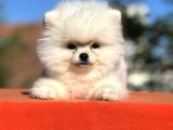 Mükemmel Güzelliği İle Pomeranian Yavrumuz