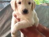 Harika Golden bebişler