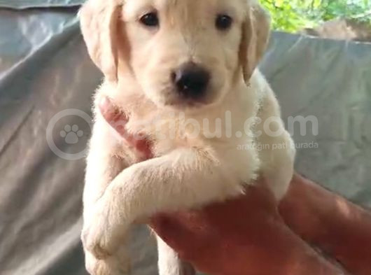 Harika Golden Bebişler