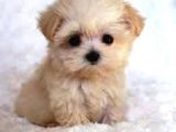 Mi̇ni̇ Puppy Boy Kahve Tonlu Kivircik Tüylü Malti̇po Yavrular 