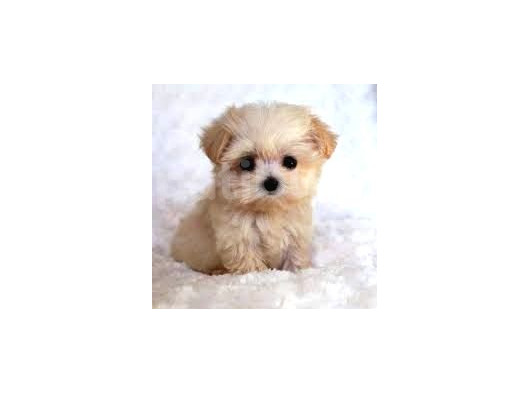 Mi̇ni̇ Puppy Boy Kahve Tonlu Kivircik Tüylü Malti̇po Yavrular  görsel