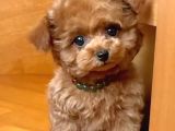 Mi̇ni̇ Puppy Boy Kahve Tonlu Kivircik Tüylü Malti̇po Yavrular 