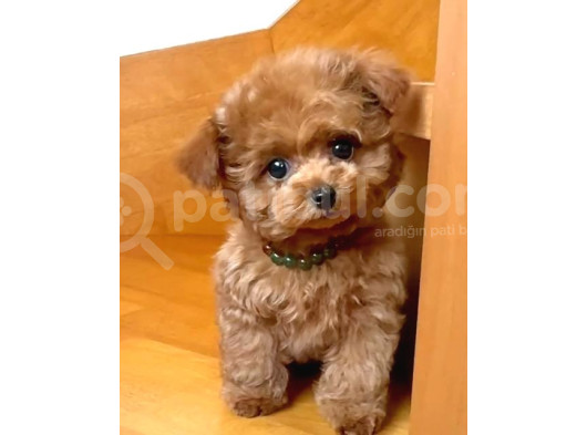 Mi̇ni̇ Puppy Boy Kahve Tonlu Kivircik Tüylü Malti̇po Yavrular  görsel