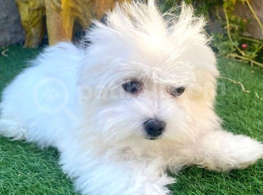 Mini Boy Puppy Kar Beyaz Sevimli Maltesse Terri̇er Ci̇nsi̇  görsel