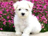 Mini boy puppy kar beyaz sevimli MALTESSE TERRİER CİNSİ 
