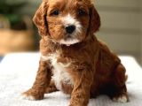 Mi̇ni̇ Puppy Boy Kahve Tonlu Kivircik Tüylü Malti̇po Yavrular 