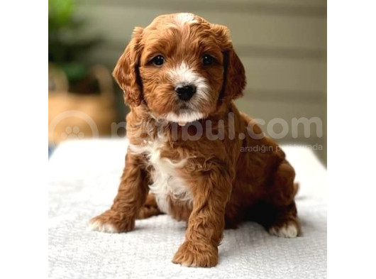 Mi̇ni̇ Puppy Boy Kahve Tonlu Kivircik Tüylü Malti̇po Yavrular  görsel