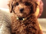 Mini boy puppy kıpkırmızı ev üretimi yavrularımız TOOY POODL
