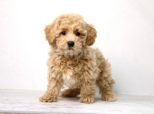 Mi̇ni̇ Puppy Boy Kahve Tonlu Kivircik Tüylü Malti̇po Yavrular 