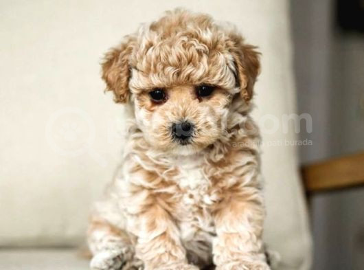 Mi̇ni̇ Puppy Boy Kahve Tonlu Kivircik Tüylü Malti̇po Yavrular 