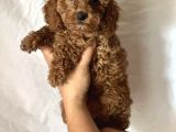 Mini Boy Puppy Kıpkırmızı Ev Üretimi Yavrularımız Tooy Poodl