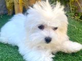 Mini Boy Puppy Kar Beyaz Sevimli Maltesse Terri̇er Ci̇nsi̇ 