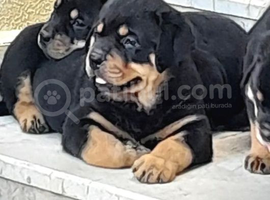 Evimizde Beslediğimiz Saf Kan Rottweiler Yavruları görsel
