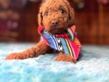 Pembe Burun Pembe Dudaklı Toy Poodle