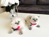 Scottish Fold Bluepoint Yavrularımız