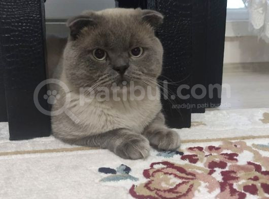 55 Günlük Scottish Fold Ve British Shorthair Yavrularımız görsel