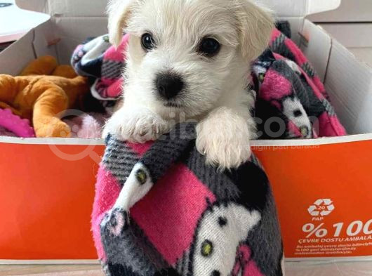 Mini Boy Puppy Kar Beyaz Sevimli Maltesse Terri̇er Ci̇nsi̇ 