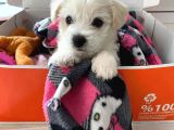 Mini Boy Puppy Kar Beyaz Sevimli Maltesse Terri̇er Ci̇nsi̇ 