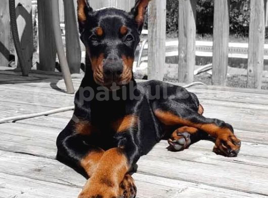 Asil Estetikli King Doberman Yavrular görsel