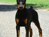 Asil Estetikli King Doberman Yavrular
