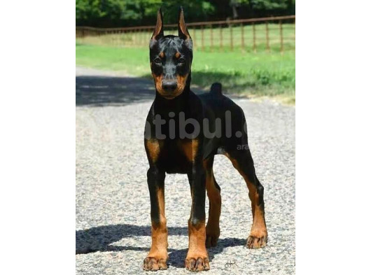Asil Estetikli King Doberman Yavrular