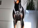 Asil Estetikli King Doberman Yavrular