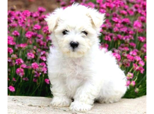 Mini Boy Puppy Kar Beyaz Sevimli Maltesse Terri̇er Ci̇nsi̇  görsel