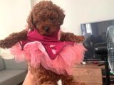 Üst Düzey Mi̇kroboy Poodle  Yavrular