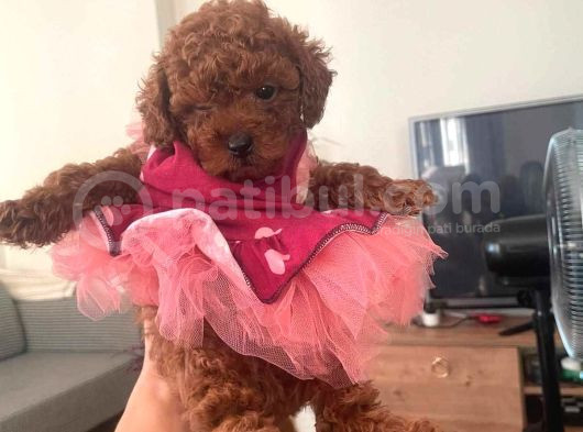 Üst Düzey Mi̇kroboy Poodle  Yavrular görsel