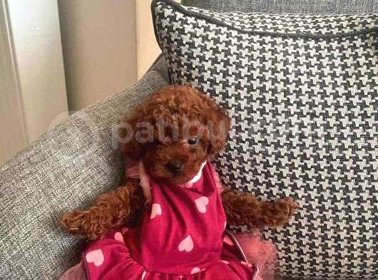Üst Düzey Mi̇kroboy Poodle  Yavrular